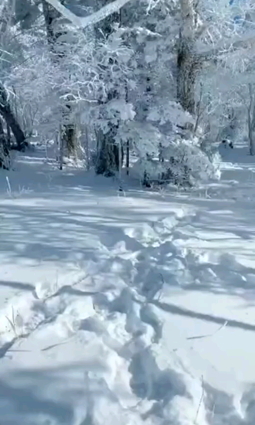 冬天里的美景