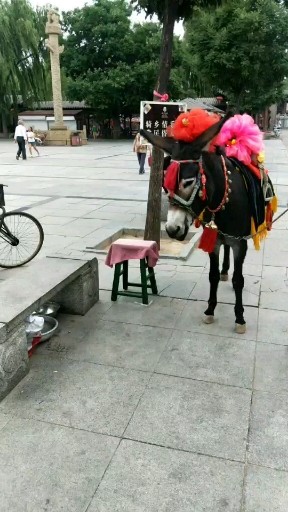 毛驴