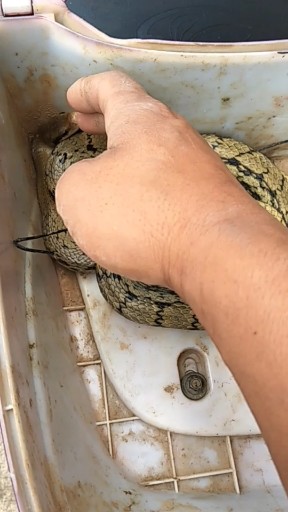 色胆包天