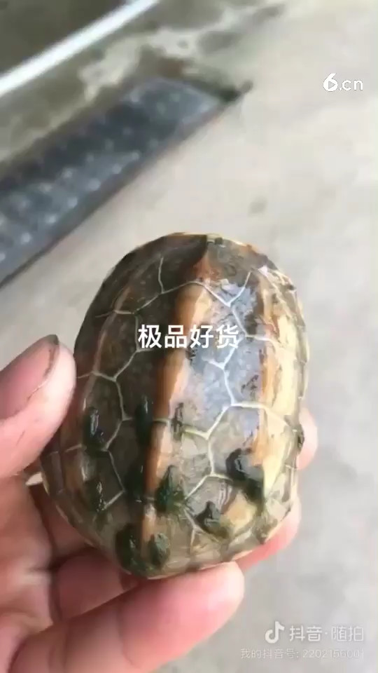 绿毛龟