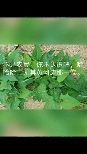 欢迎品茶