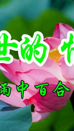 雨中百合彩花喜欢的告诉一放假不