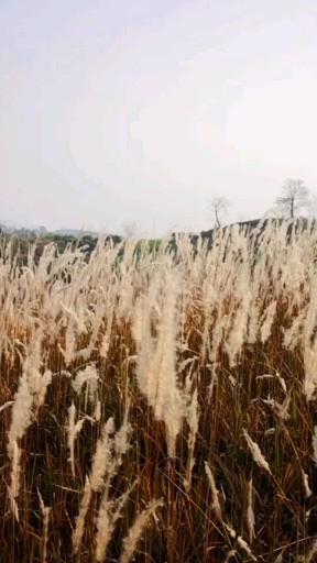 我家乡户外风景，美吗