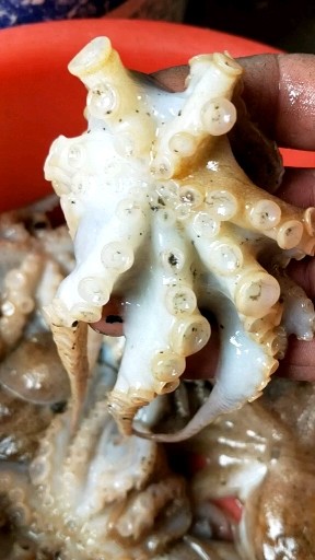 鲜活八爪鱼，加关注