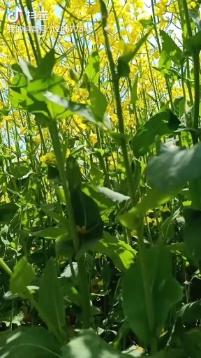 春暖花开，又见油菜花