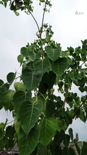 绿叶满枝