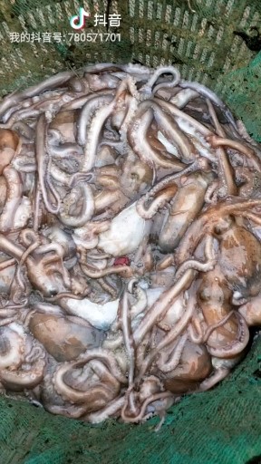 刚进港的海鲜活章鱼加微