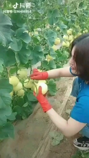 这瓜还行吧？有啥吃的没有
