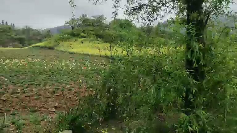 田园风光