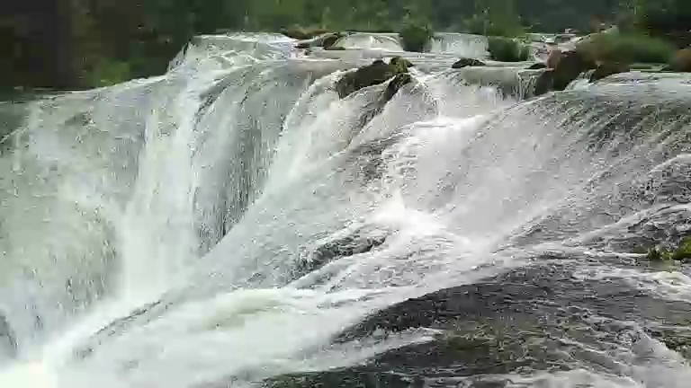 黄果树