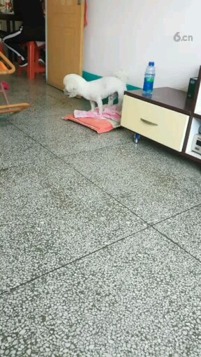 这小样