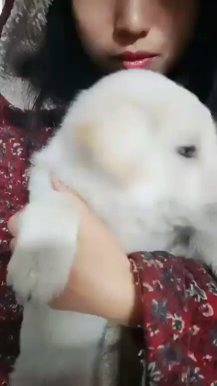 真可爱