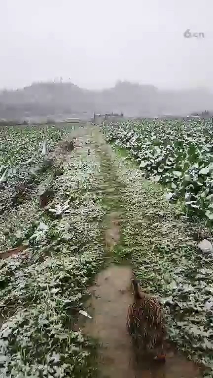 主播家那下雪了，是南方高兴坏了