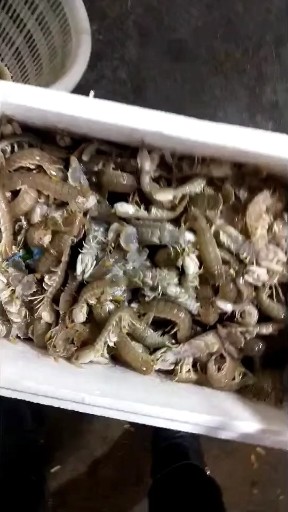 皮皮虾我们走