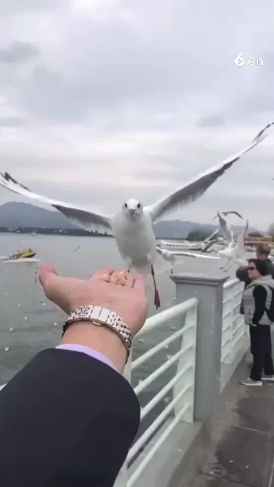 昆明红嘴鸥