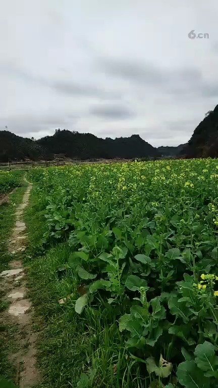 油莱花园。