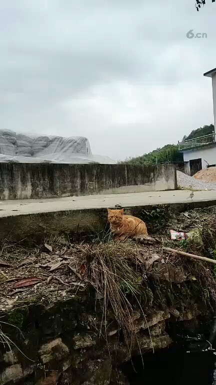 猫咪😂