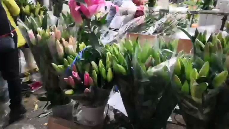 百合