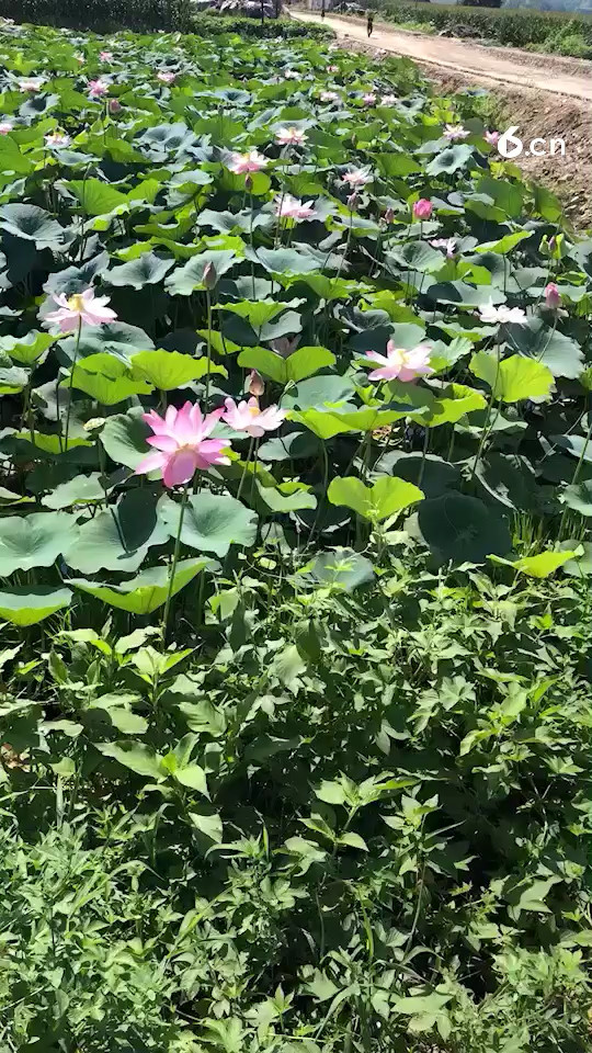 儿时每天走在这条上学路上