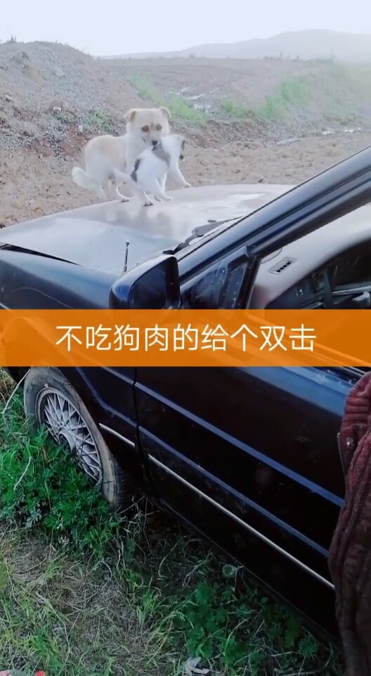 看了狗妈妈以后有感动的？