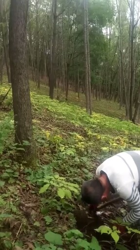 林下参起货中