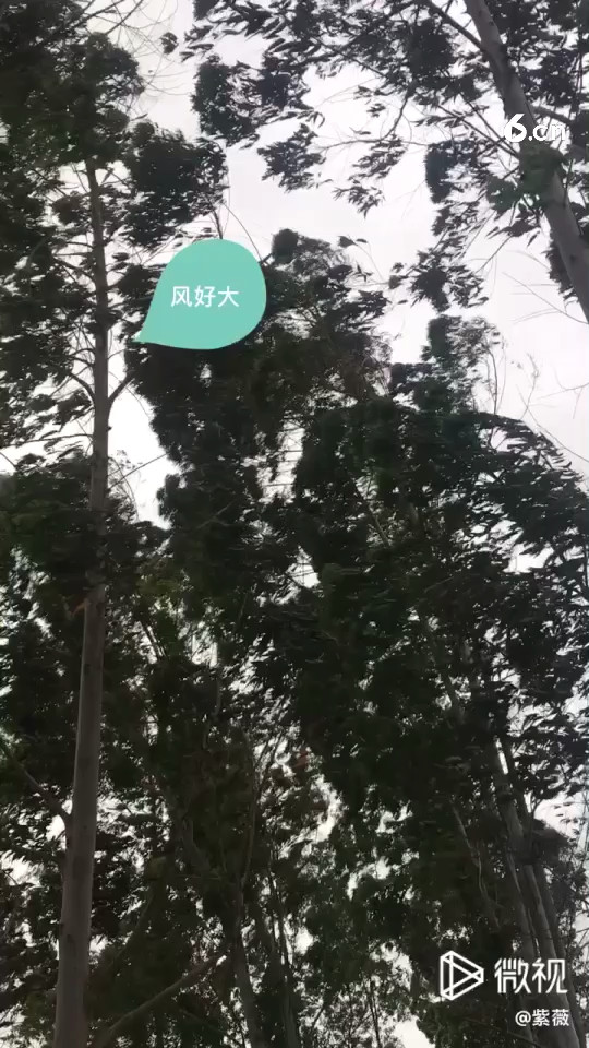 好大的风，散步，走不动了