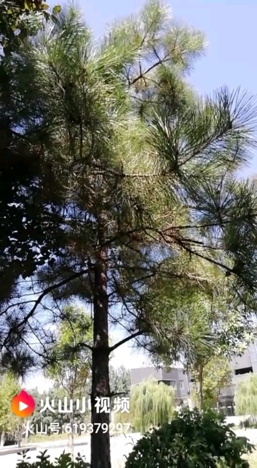 家中不适合种植的植物你知道吗？