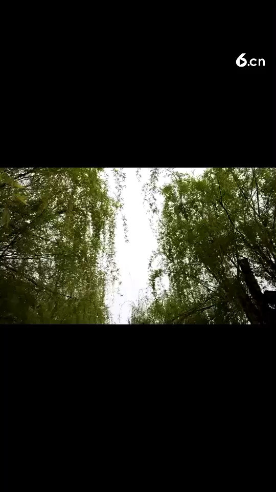鸟语啾啾，空气甚好