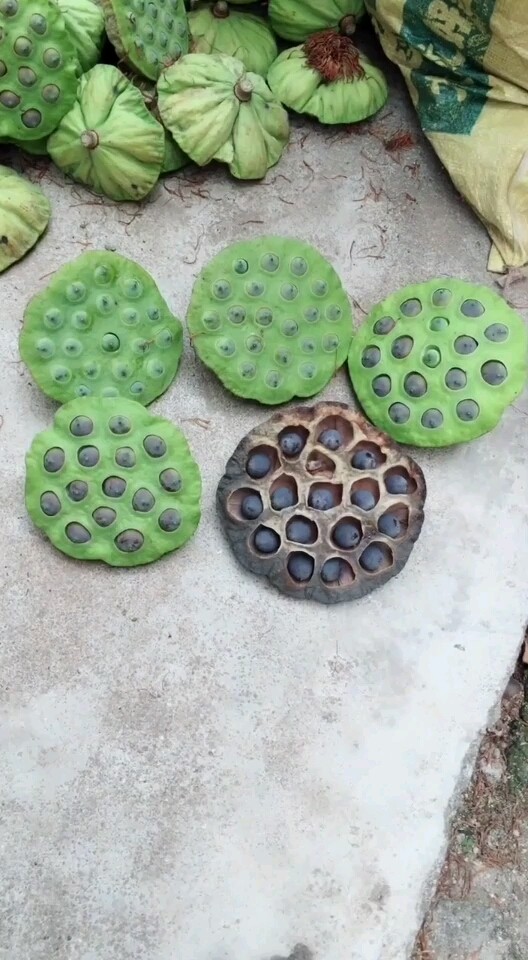 66