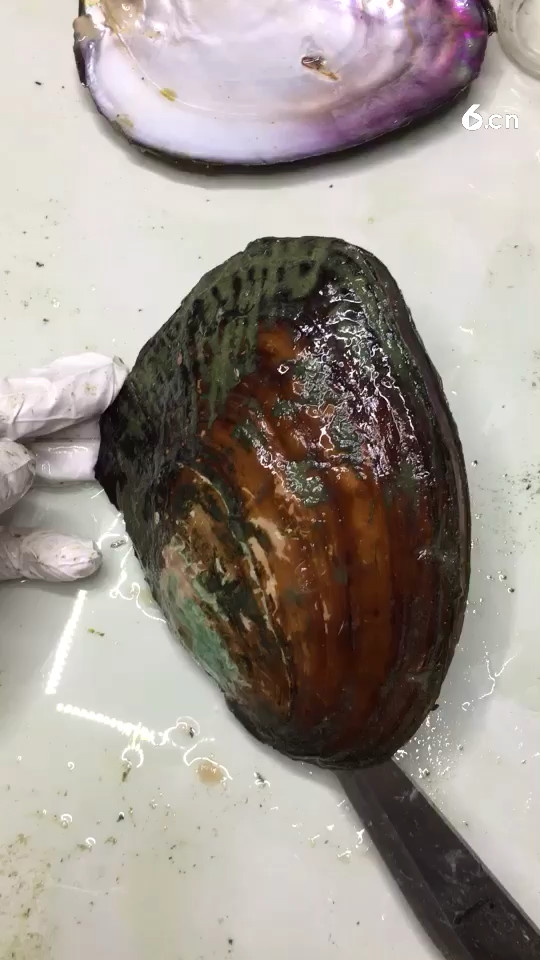 好多珍珠厉害了