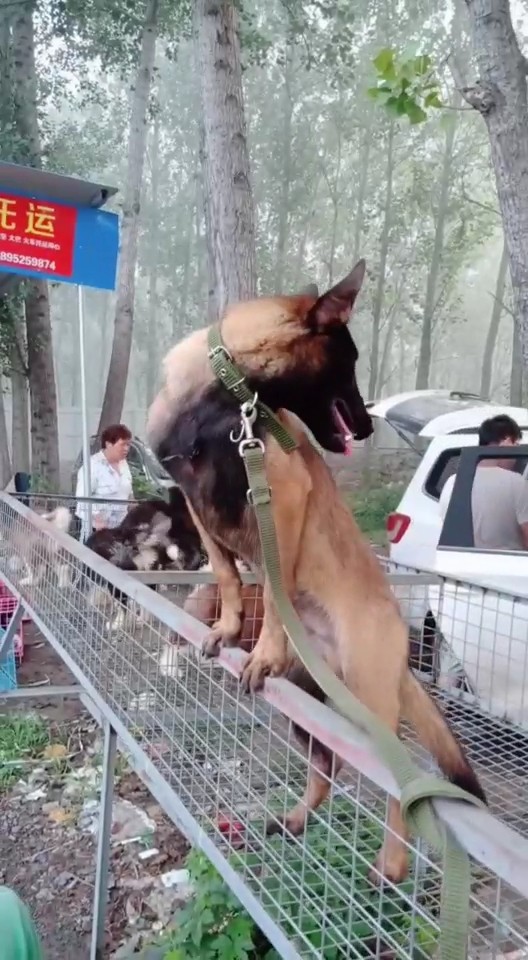 四个月的马犬