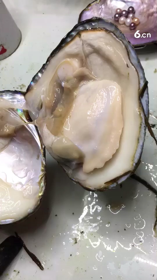 河蚌结石哦