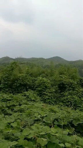 我的家乡在大山里:青山绿水空气