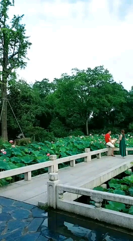 👍荷花池塘很美的风景区✌