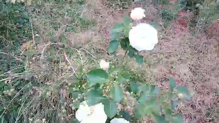 玫瑰花