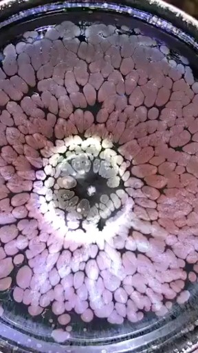 如花如画～建盏