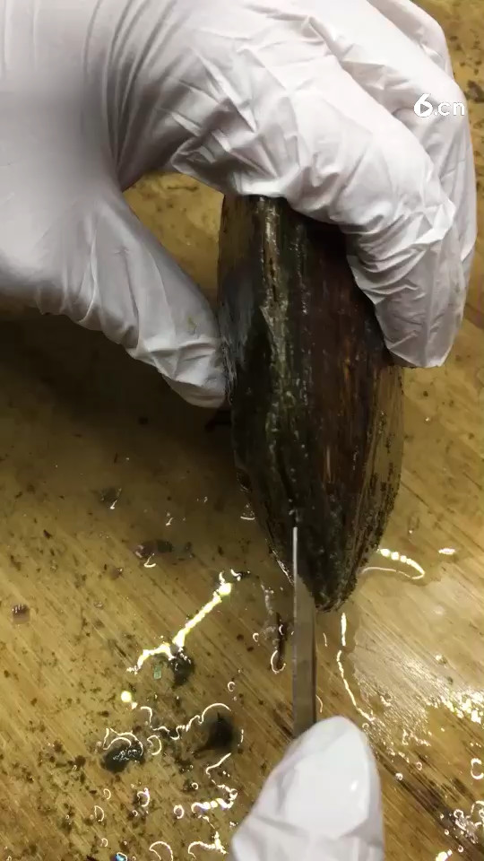 河蚌取珍珠天然珍珠蚌