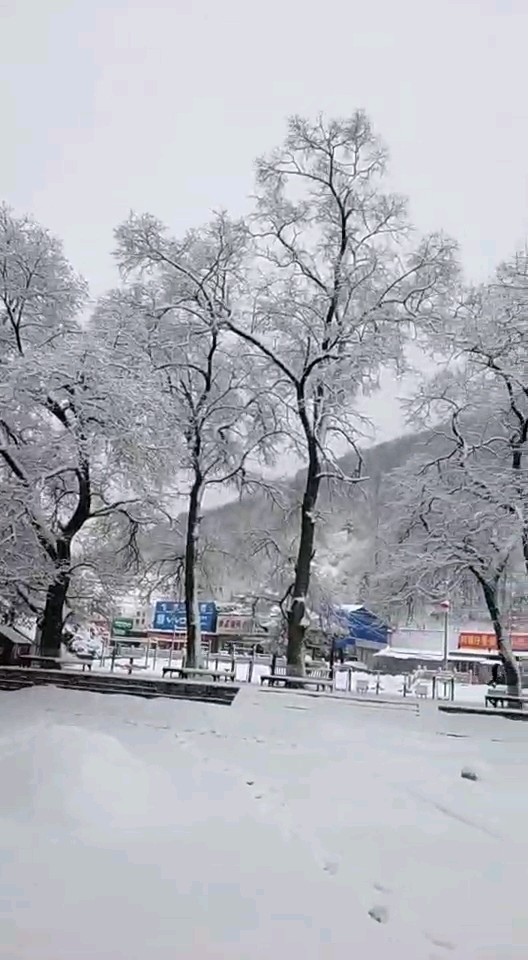 东北的大雪