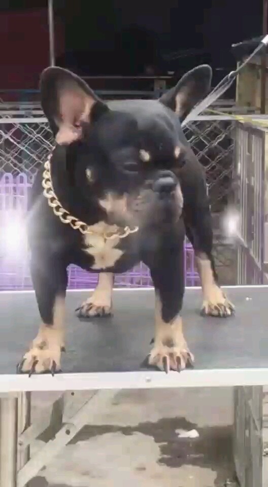 土豪