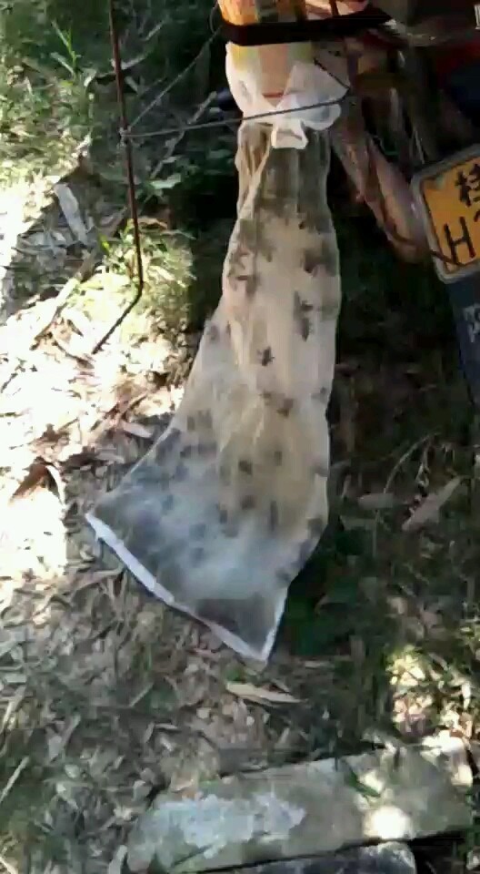 去年抓的生猛竹筒蜂