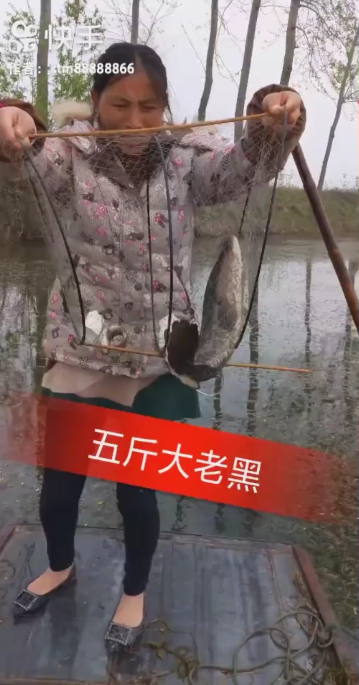 五斤大老黑