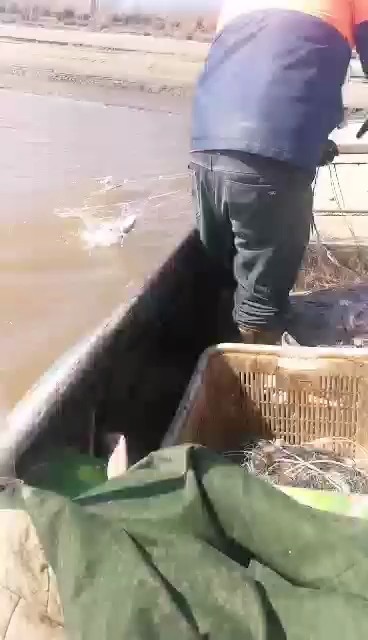 爆网了