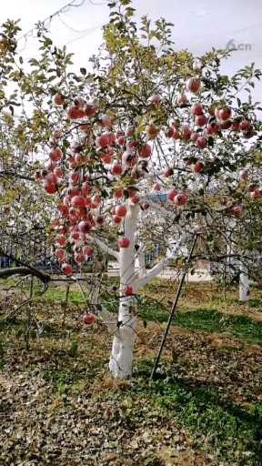 还挂在树上的苹果🍎