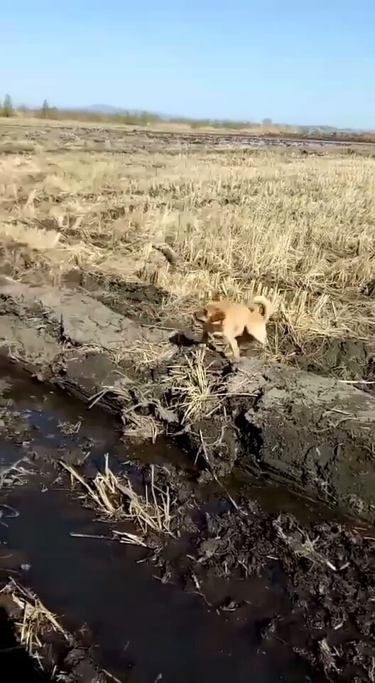 战斗开始啦。😂