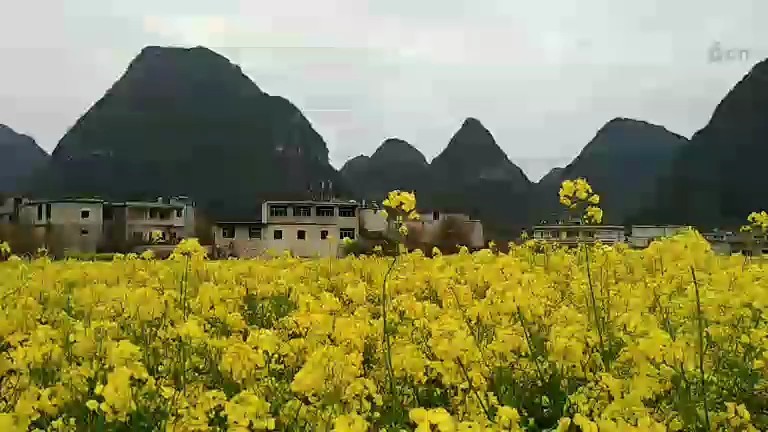 漂亮的油菜花🌸😍️