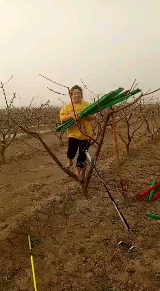 美女上树喽