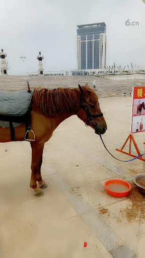 海边的马😄