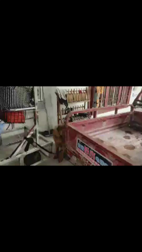 带上狗狗