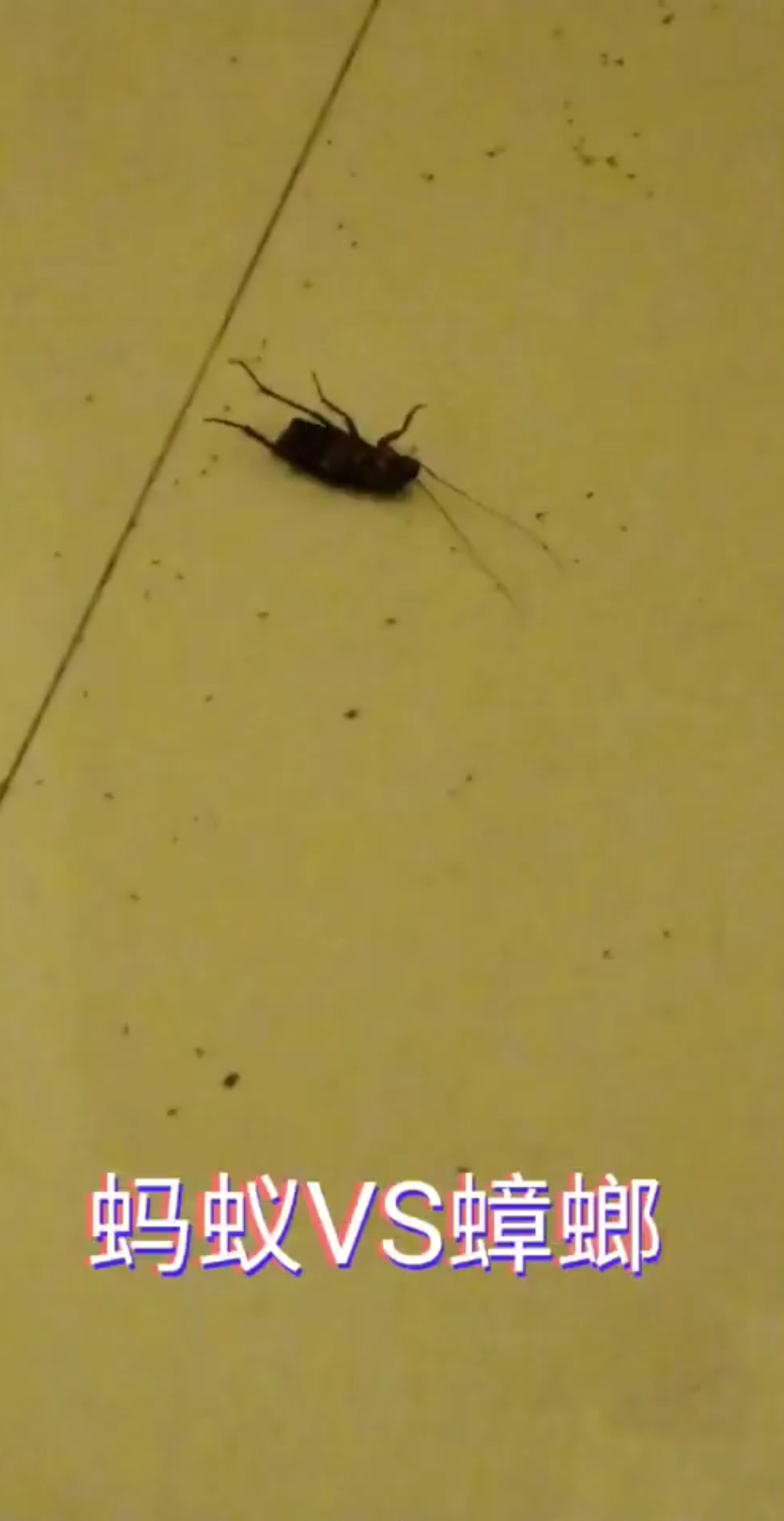 这叫做团结的力量猜猜到最后是