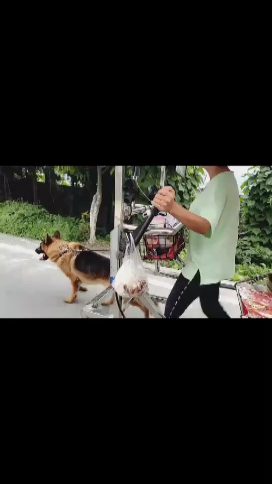 狗拉车